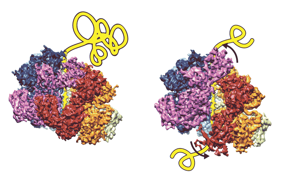 A pair of cryo-electron microscopy-based images show the movement of the disaggregase machine as it unfolds a ribbon of protein through its central channel. Image credit: Southworth lab