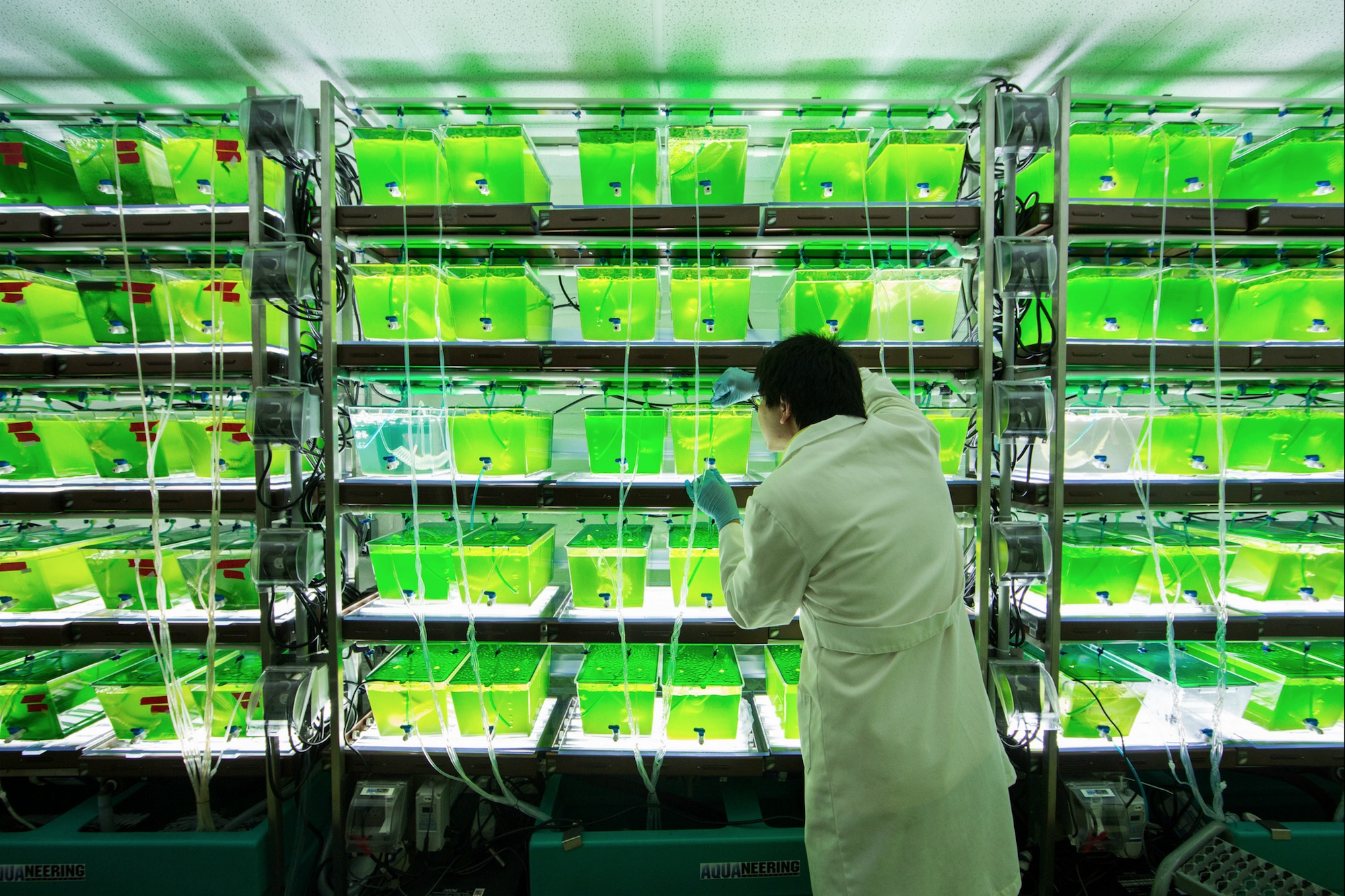 Undergraduate research assistant Charles Zhou checks the tubing used to deliver nutrients to the algal biofuel aquariums. Photo by Austin Thomason, Michigan Photography.