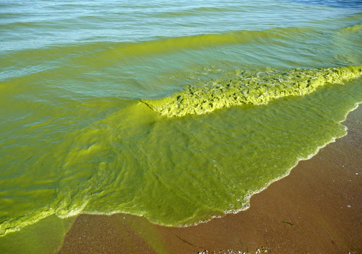 Image of Lake Eerie with large amounts of algae growth