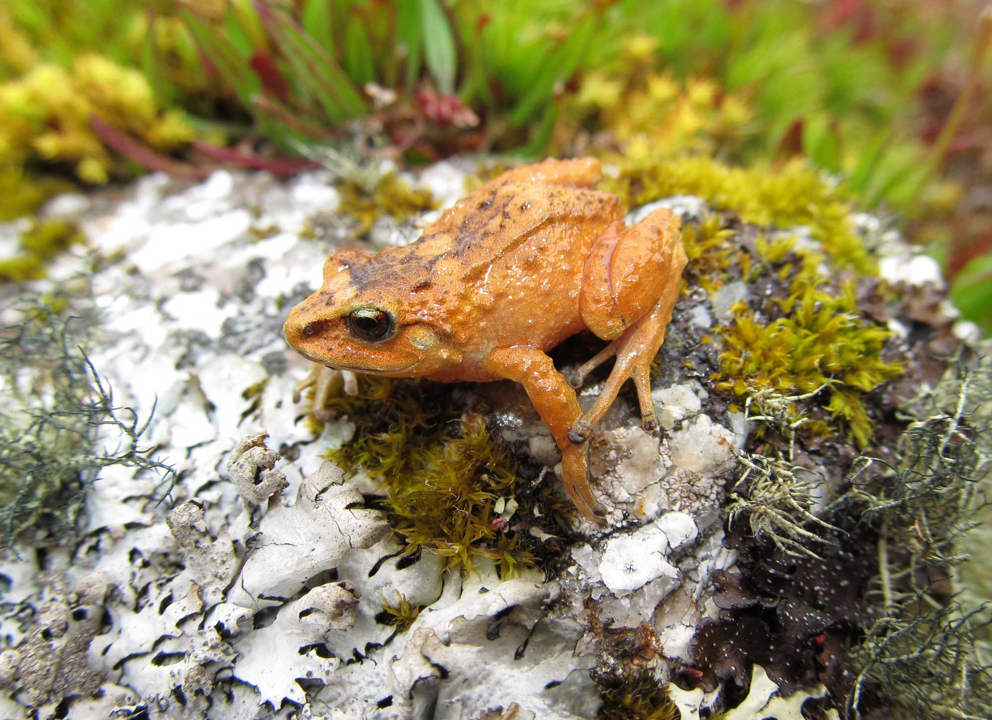 The Hill Dweller Rubber Frog, Pristimantis bounides, is known from two sites at elevations of 10,991 feet and 11,362 feet. The species name “bounides” is derived from the Greek noun “bounos,” which means “dweller of the hills” and refers to the habitat of the mountain forests where this frog was found. It is an area of mixed vegetation including large layers of mosses, small bushes, trees, and Peruvian feather grass. Image credit: Rudolf von May