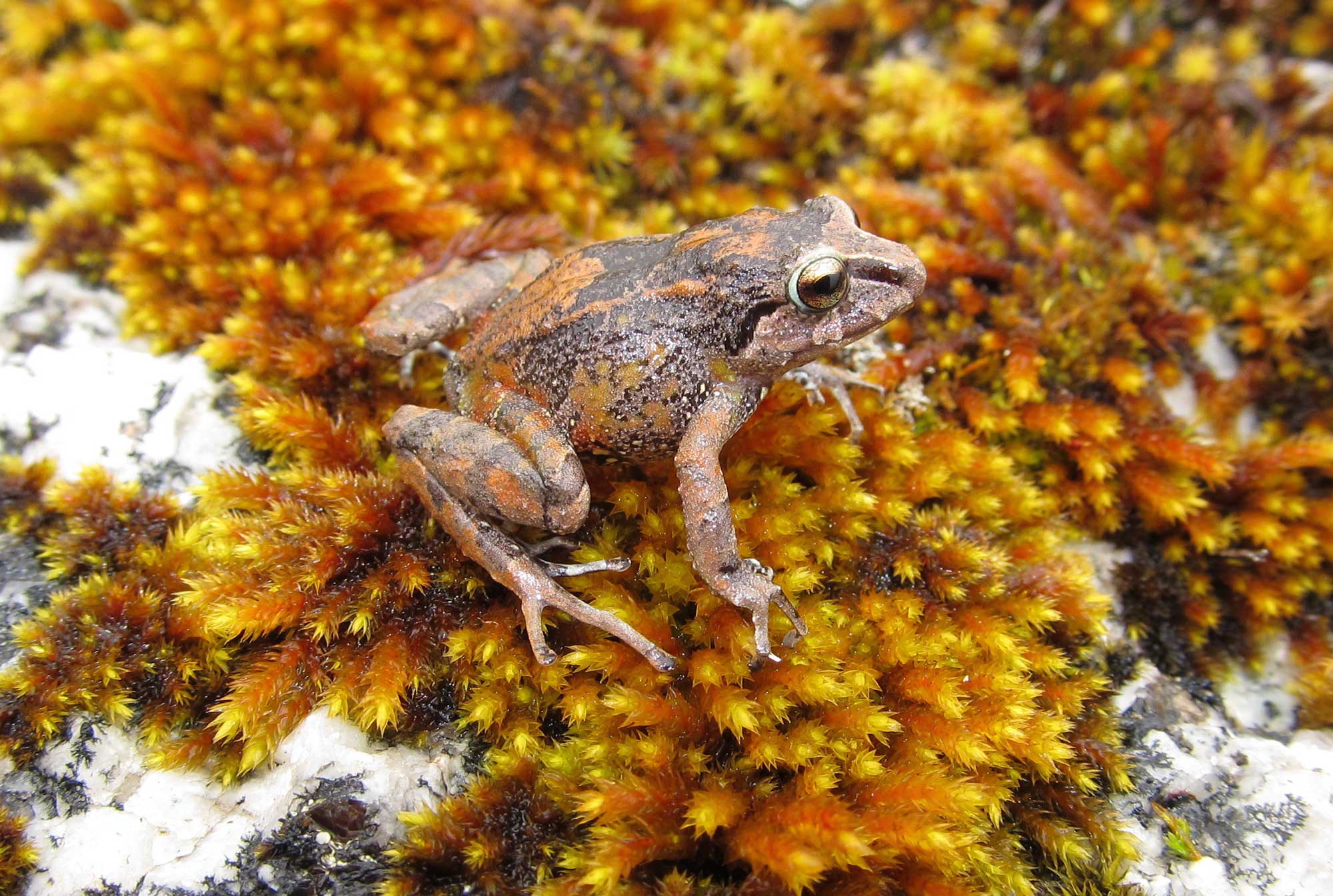 The Humboldt’s Rubber Frog, Pristimantis humboldti, is known from a single site at 10,886 feet. The species name is the patronym of the German naturalist and explorer Alexander von Humboldt (1769-1859), who traveled and studied the New World between 1799 and 1804. Image credit: Rudolf von May