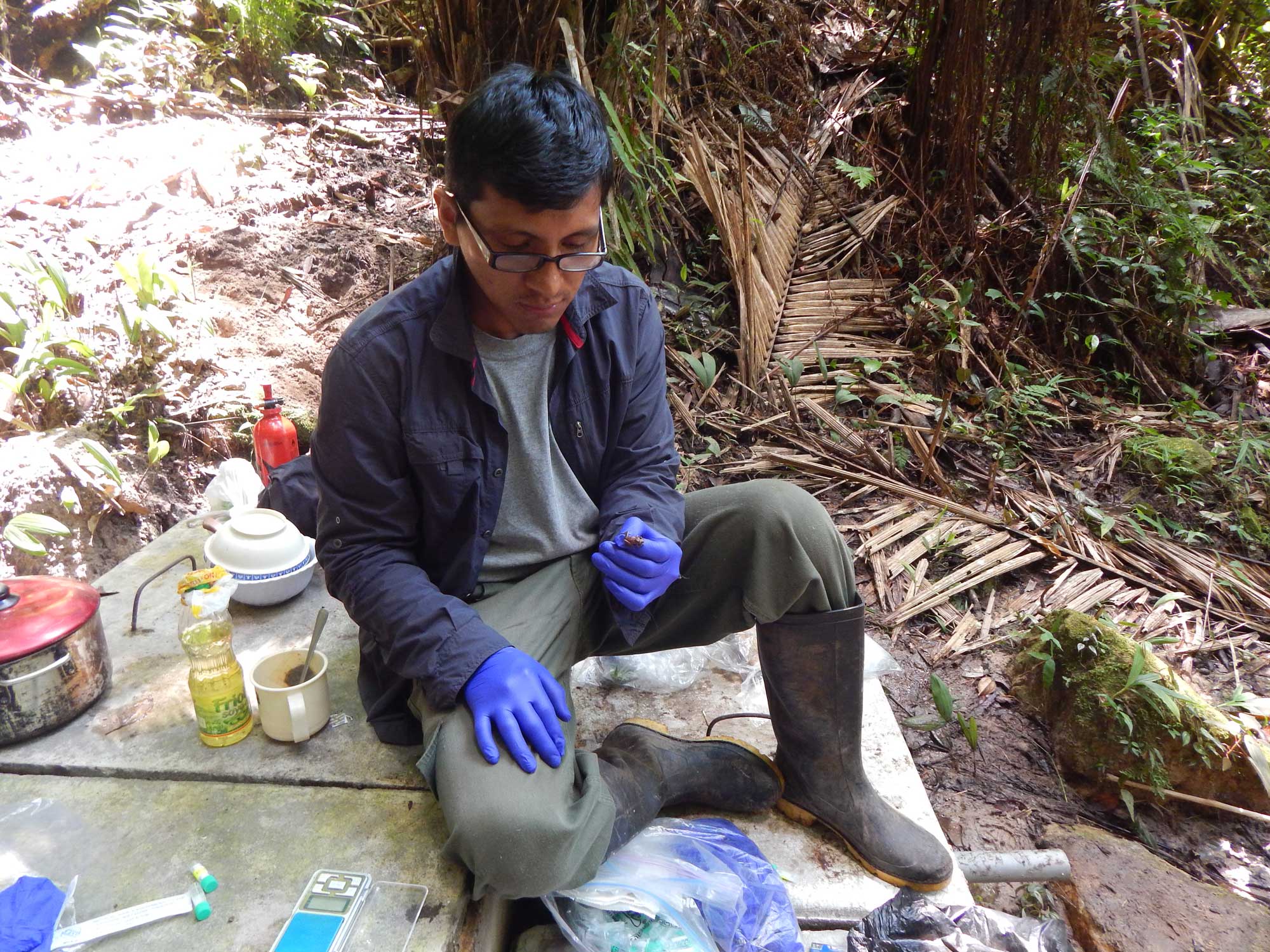 Juan Carlos Cusi of the Museum of Natural History of Universidad Nacional Mayor de San Marcos in Lima, Peru, collecting skin swab samples in the Pui Pui Protected Forest. Image courtesy: Jordan Milla of Universidad Nacional Mayor de San Marcos, Lima, Peru