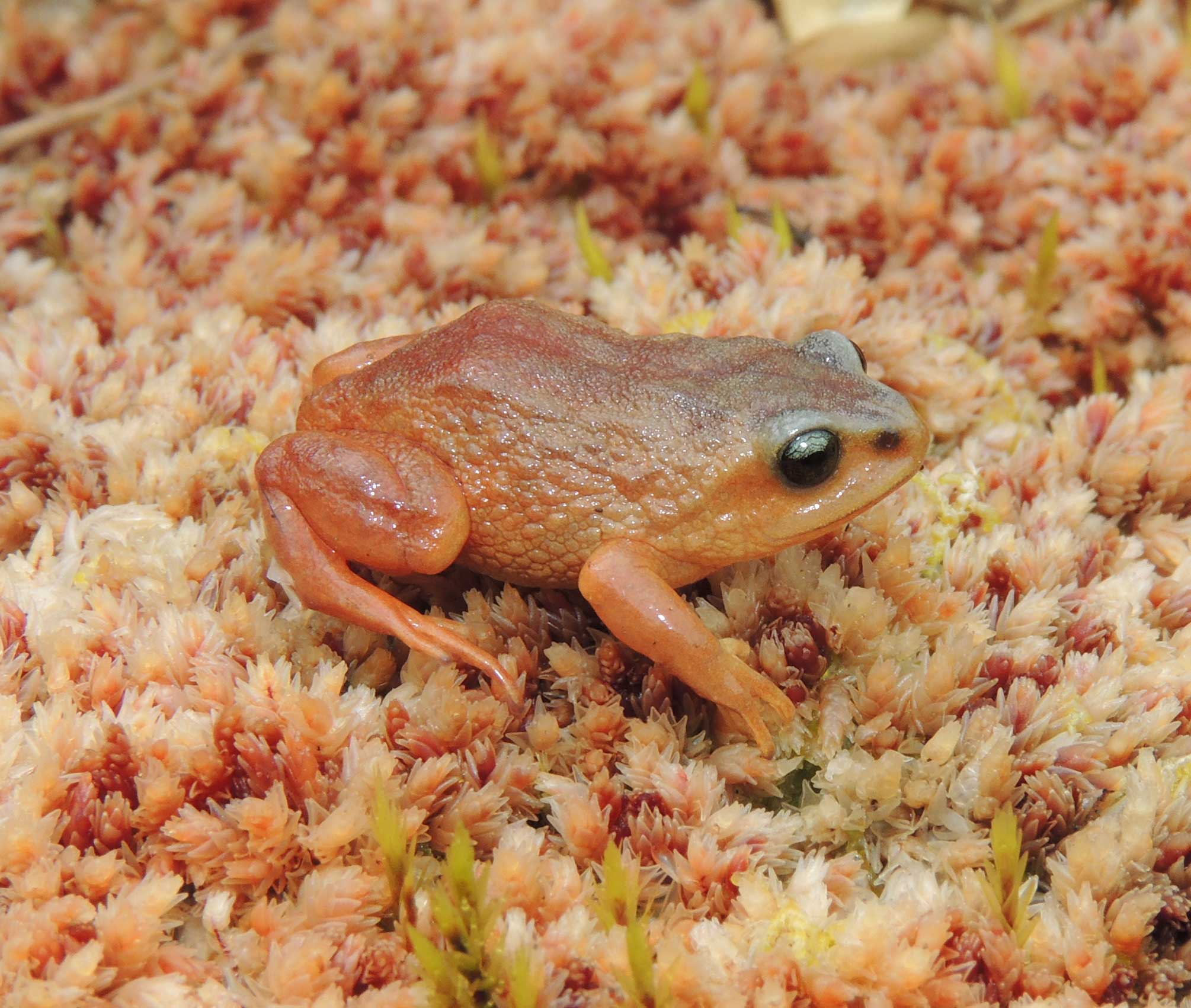 The Pui Pui Rubber Frog, Pristimantis puipui, is known from a single site near Laguna Sinchón, which marks the approximate center of the Pui Pui Protected Forest, at an elevation of 12,762 feet above sea level. The species name is derived from the Quechua words “pui pui,” meaning “eyes of water,” a reference to the many lakes of the Pui Pui Protected Forest. Image credit: Jiri Moravec