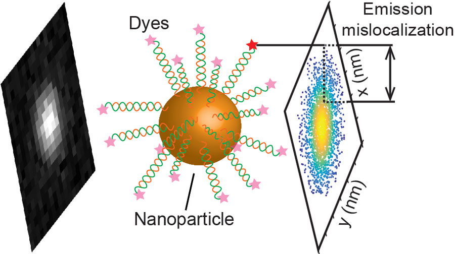 This graphic shows the artifact introduced when nanoparticles are used to brighten the fluorescent dyes that highlight biologic processes. Image courtesy: Julie Biteen