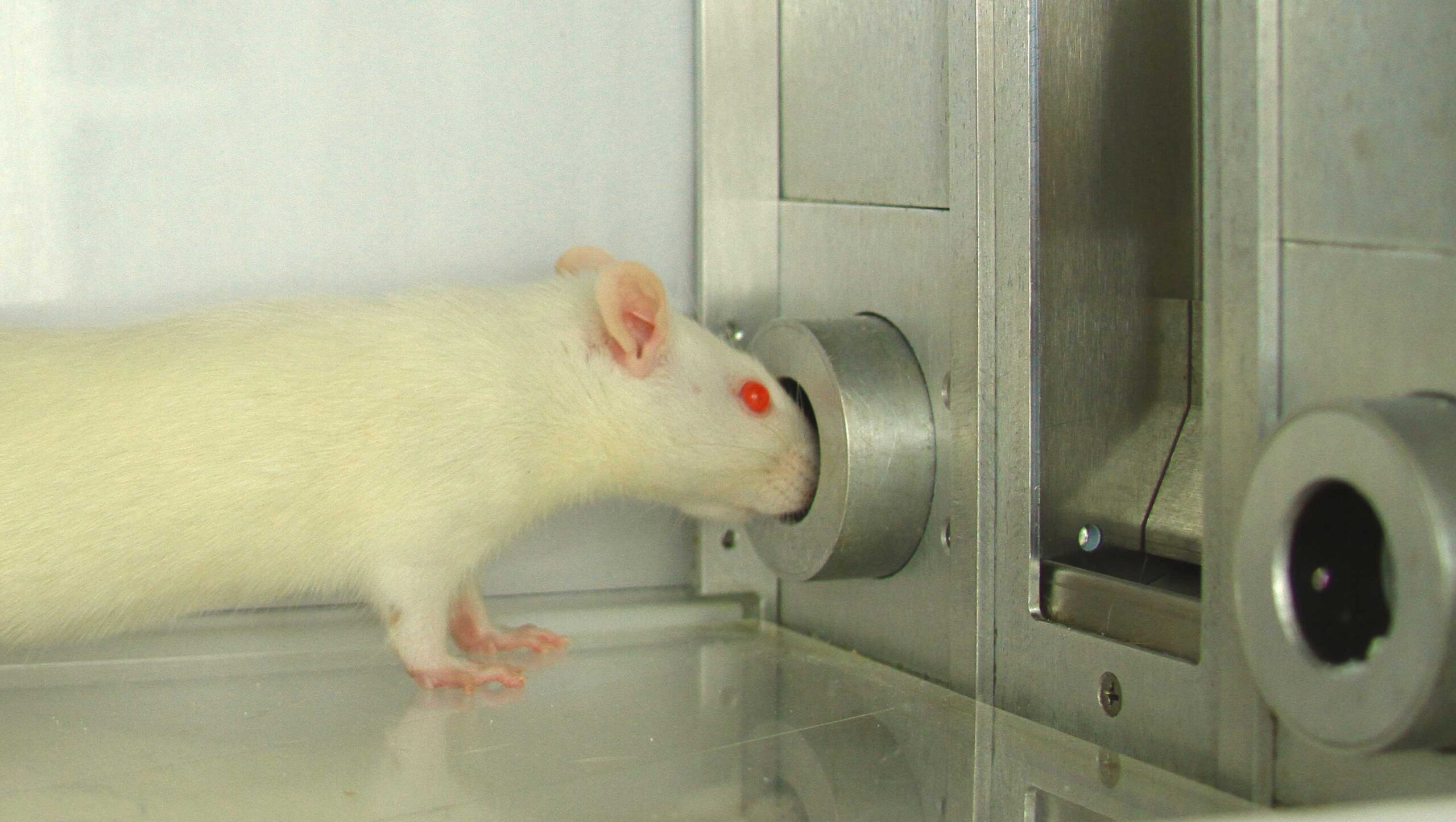 Researchers identified a portion of the brain that intensified the desire for certain rewards, such as cocaine. In the experiments, rats had to choose between two cocaine rewards by poking their noses through small holes in a wall. Image credit: Shelley Warlow
