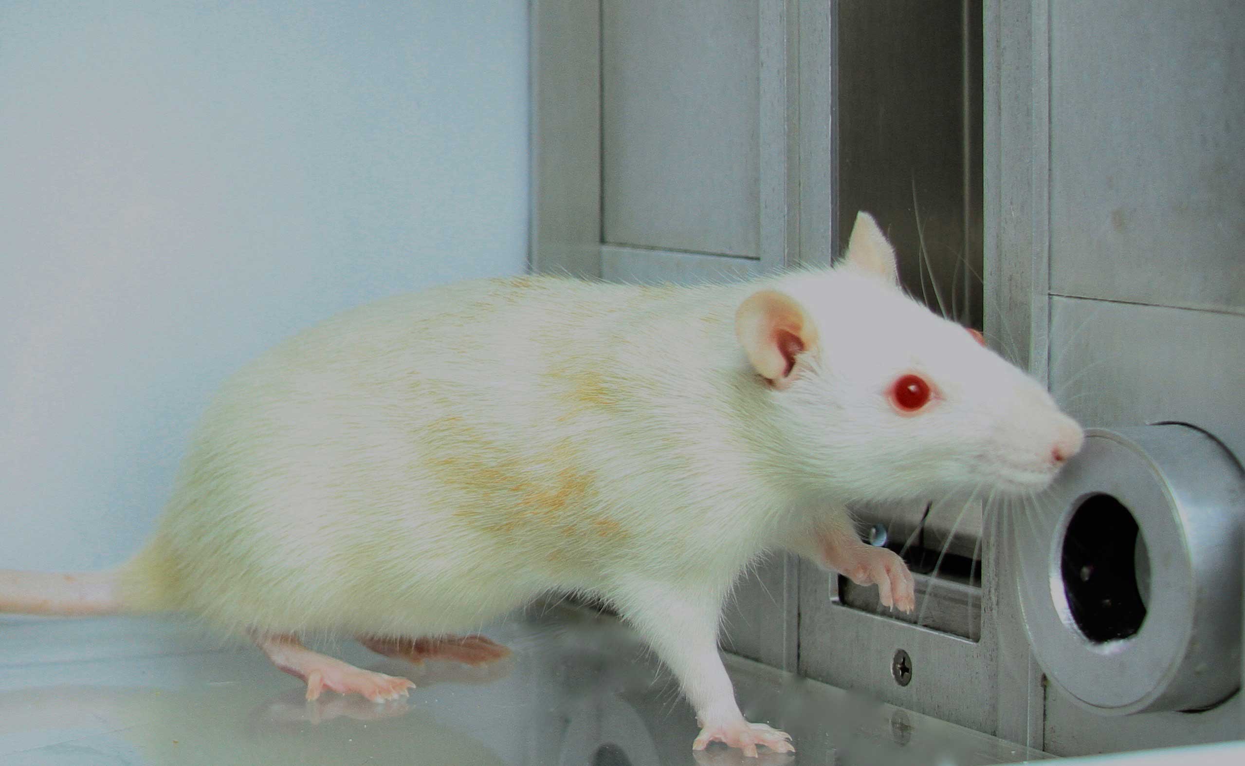 Researchers identified a portion of the brain that intensified the desire for certain rewards, such as cocaine. In the experiments, rats had to choose between two cocaine rewards by poking their noses through small holes in a wall. Image credit: Shelley Warlow