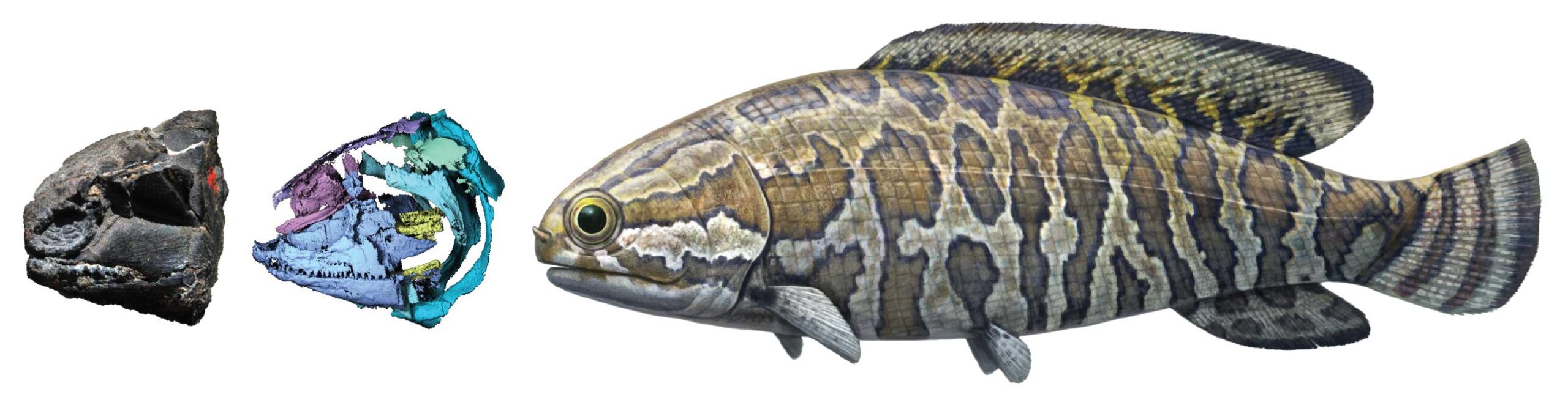 The skull of a 250 million year old fossil fish and a virtual model of its internal skeleton, along with a life reconstruction. Image credit: Andrey Atuchin
