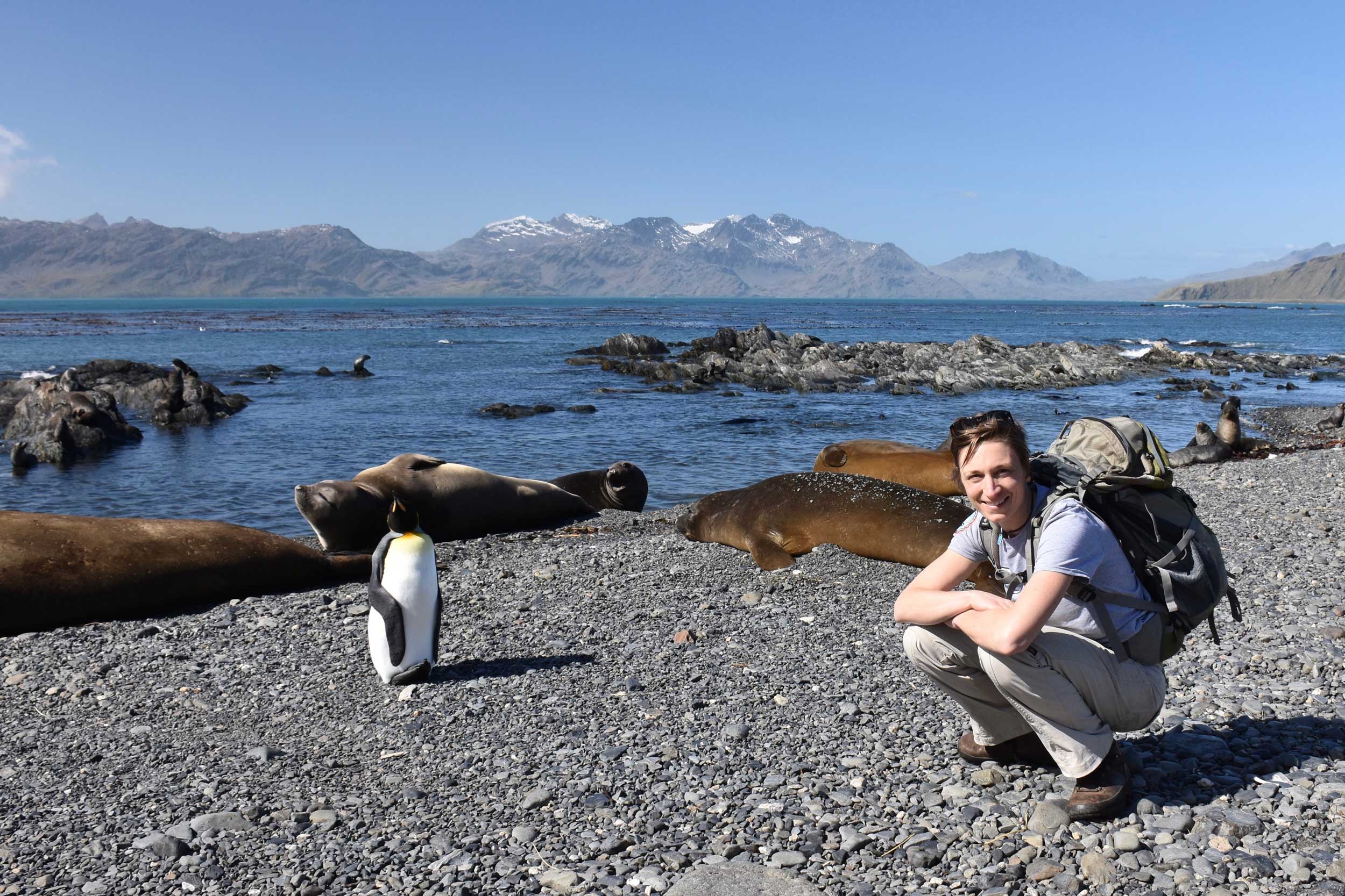 U-M microbiologist Melissa Duhaime on a beach on South Georgia Island with a king penguin and seals. Image credit: Maria Tsukernik