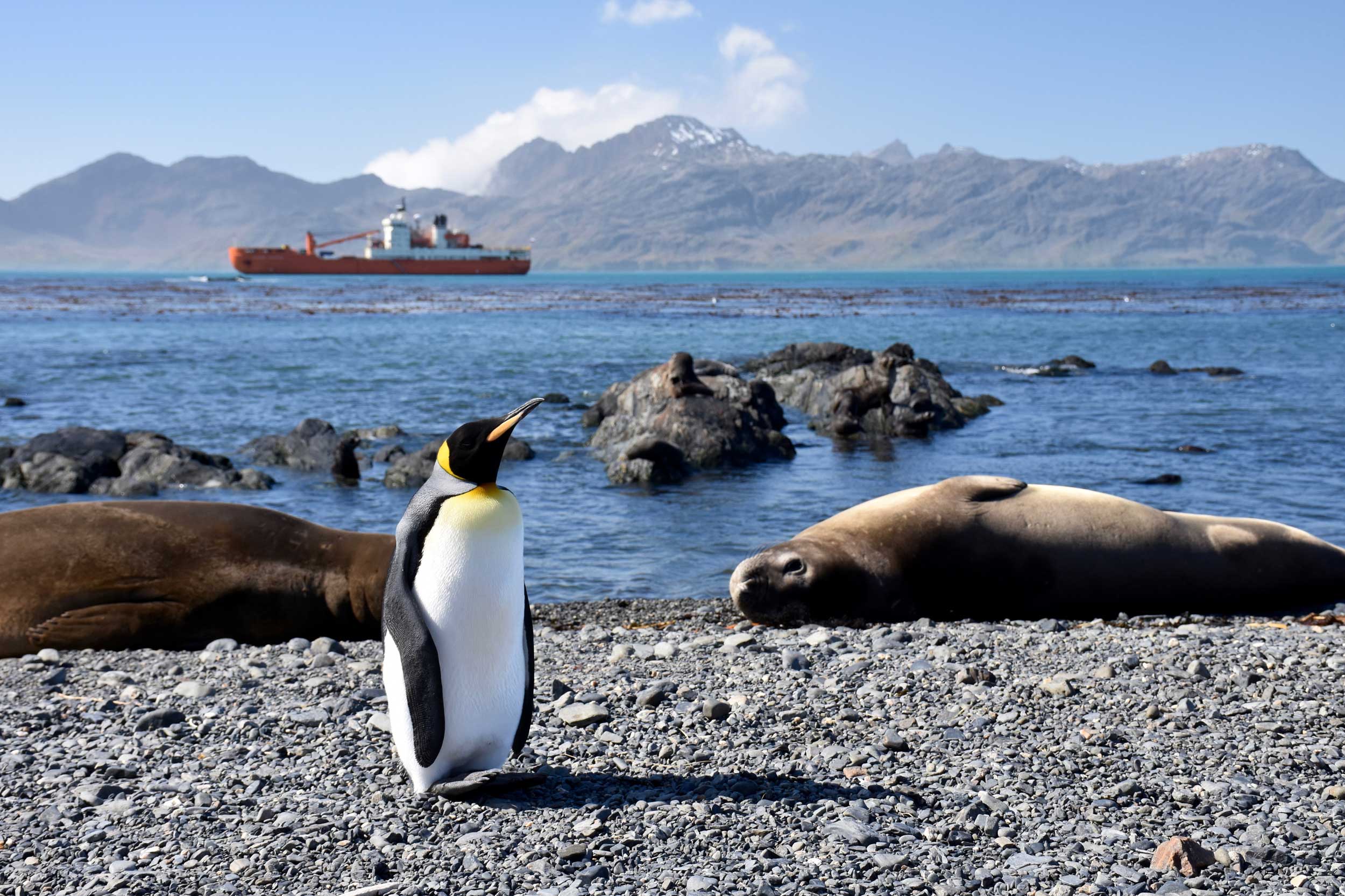 A king penguin and seals on the coast of South Georgia Island in the south Atlantic Ocean, with the Russian research vessel Akademik Treshnikov in the background. The ship spent three months circumnavigating Antarctica in early 2017. Image credit: Melissa Duhaime