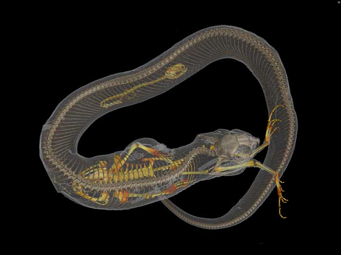 CT of a hognose snake, Heterodon platyrhinos, showing its last two meals: a salamander and a toad. Images credit: Ed Stanley, Florida Museum of Natural History