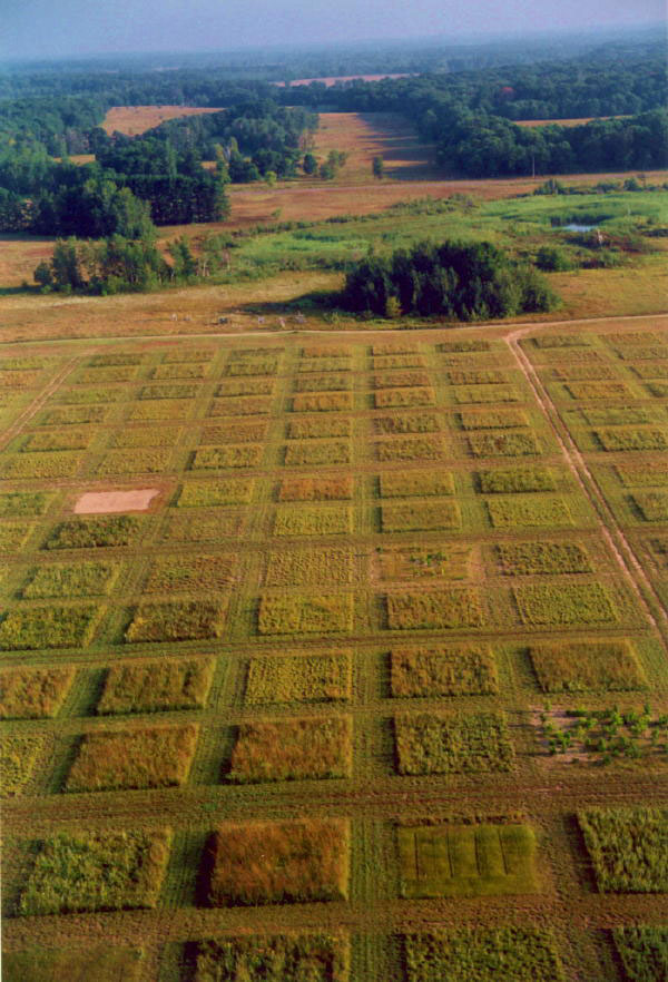 Experiments like the one set-up here in a North American prairie have suggested that when species diversity declines, an ecosystem tends to become less productive. (photo credit: David Tilman)