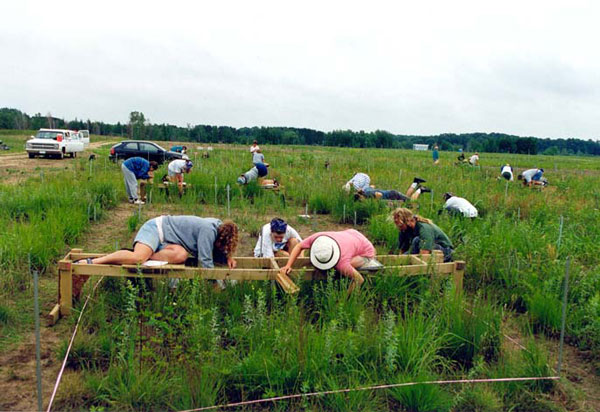 Researchers manipulating the number of plant species in an experimental plot to determine how biodiversity impacts the productivity of ecosystems. (photo credit: David Tilman)