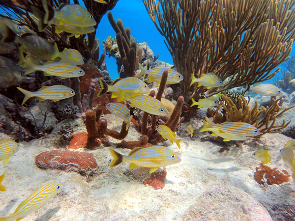 A school of grunts explores a shallow reef at Carrie Bow Cay, Belize, one of Smithsonian MarineGEO's long-term research sites. Biodiversity not only can make sites beautiful, but also can help boost their biomass and make them more productive. (Credit: Ross Whippo/SERC).