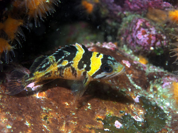 A juvenile rockfish lurks in a kelp bed on the central coast of British Columbia. In a new study, biologists discovered that higher biodiversity can help rocky reefs and other ecosystems be more productive. (Credit: Ross Whippo/SERC).