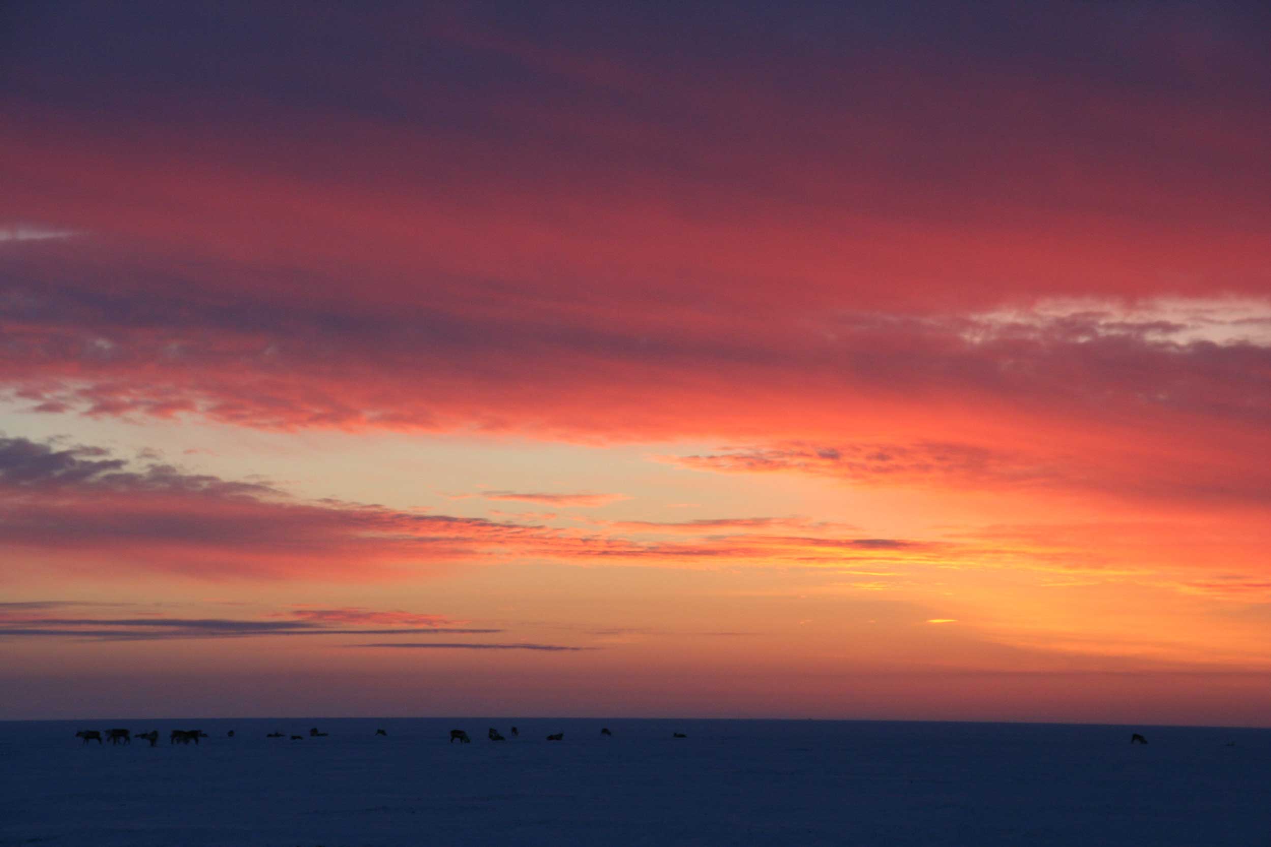 The sun rises over caribou on the Alaskan coastal tundra. Image credit: Kerri Pratt