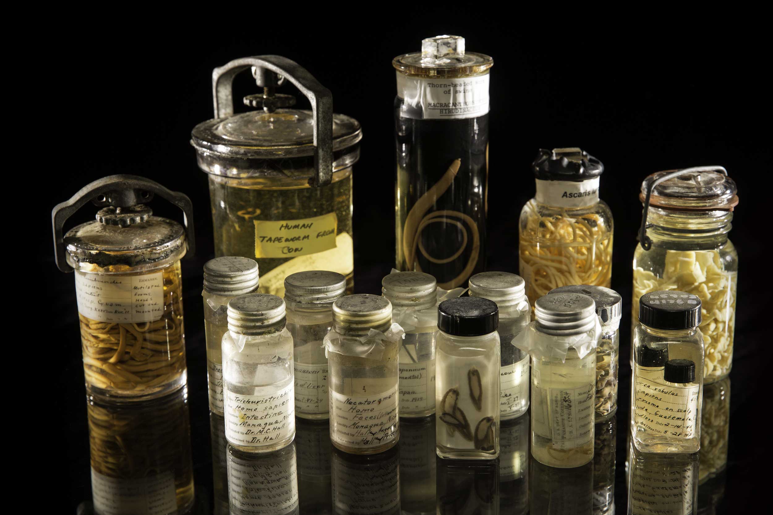 An assortment of specimens from the Smithsonian's National Parasite Collection at the National Museum of Natural History. The National Parasite Collection holds more than 20 million parasite specimens in connection with information about their geographic distribution and host animals. Image credit: Paul Fetters for the Smithsonian Institution