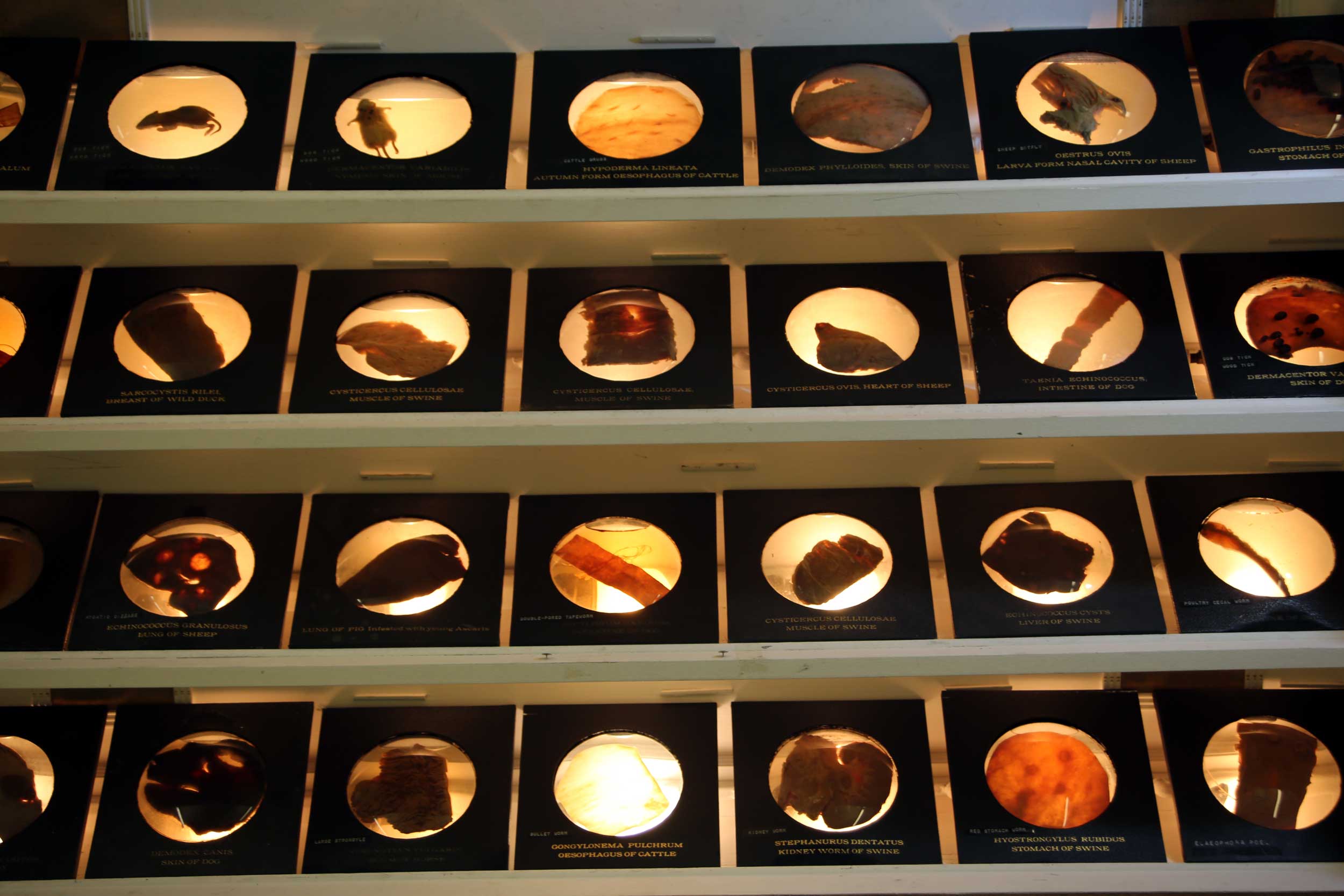 An assortment of specimens from the Smithsonian's National Parasite Collection at the National Museum of Natural History. Image credit: Adrian Van Allen