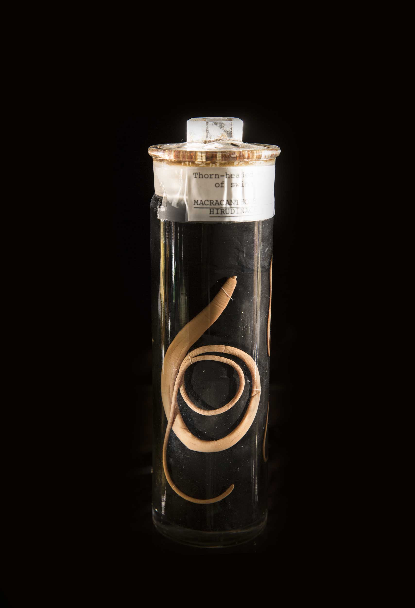 A parasite specimen from the Smithsonian's National Parasite Collection at the National Museum of Natural History. The species, Macracanthorhynchus hirudinaceus, is an acanthocephalan parasite and is usually found in pigs. Parasites often have complex life cycles that involve several species of animals as intermediate hosts, and this particular parasite species spends part of its larval stage in beetles. Image credit: Paul Fetters for the Smithsonian Institution