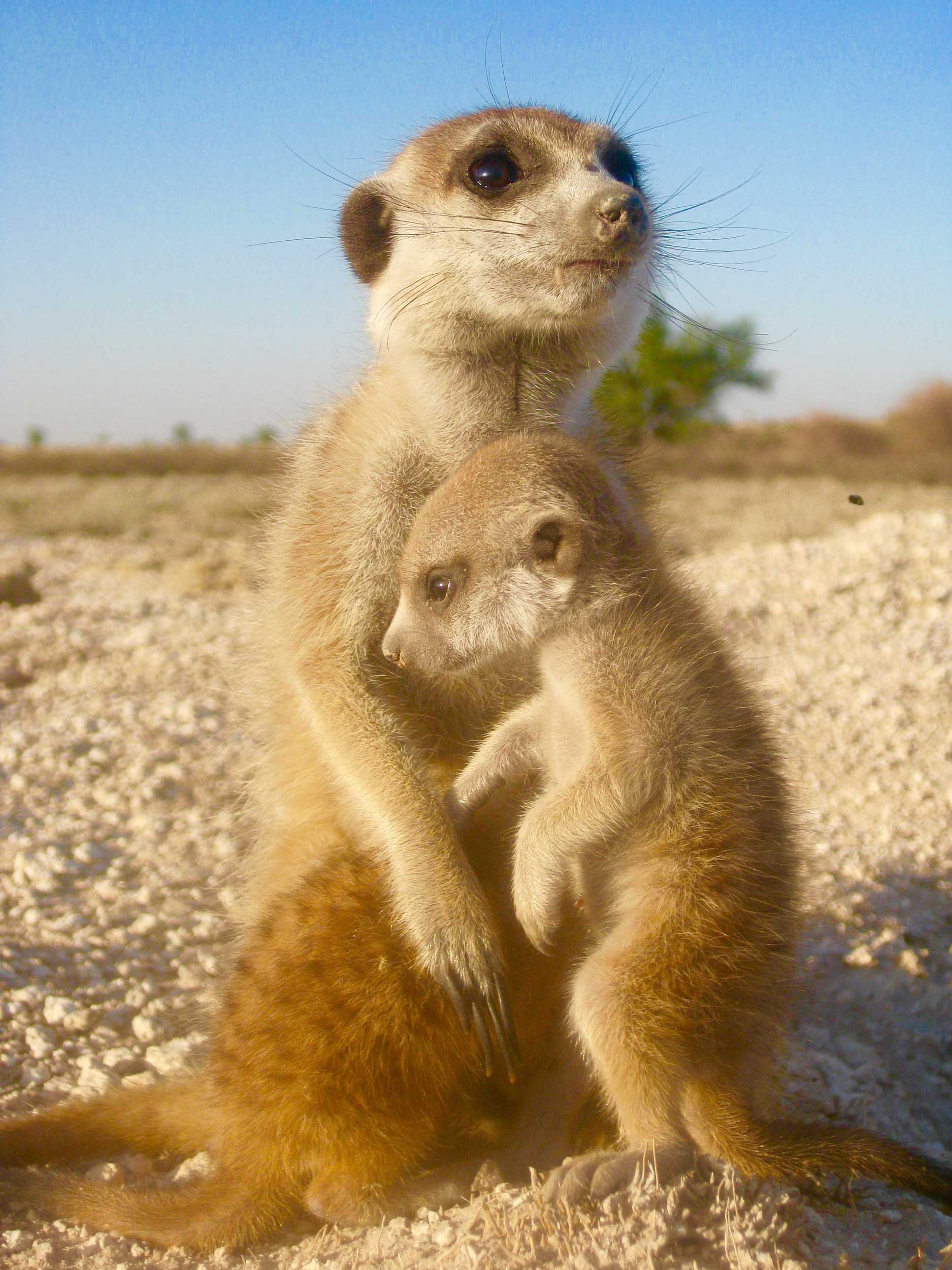 A mother and baby meerkat. Image credit: Ben Dantzer