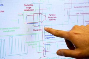 Sriram Chandrasekaran shows a computer model of a pathway for a potential disease or infection in his office. Image credit: Joseph Xu, College of Engineering