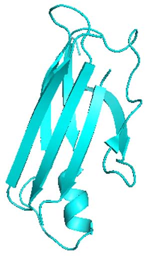 Human transthyretin protein can adopt an aggregated or amyloid form under certain conditions.
