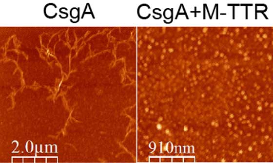 Fighting fire with fire: However, the variant of TTR that can form polymers, called M-TTR, can prevent other proteins from adopting the amyloid fold. Shown on the here are amyloid fibers derived from bacterial curli proteins, and the same proteins mixed with M-TTR. M-TTR prevents amyloid fiber aggregation of the bacterial curli proteins.