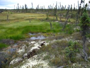 Forested permafrost degrading in Alaska leaving behind carbon-emitting wetlands. Image credit: Jennifer Harden