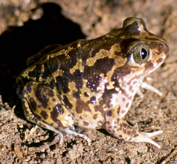 The spadefoot toad species Pelobates cultripes can induce metamorphosis when it senses its pond drying up in order to escape as a juvenile toad.