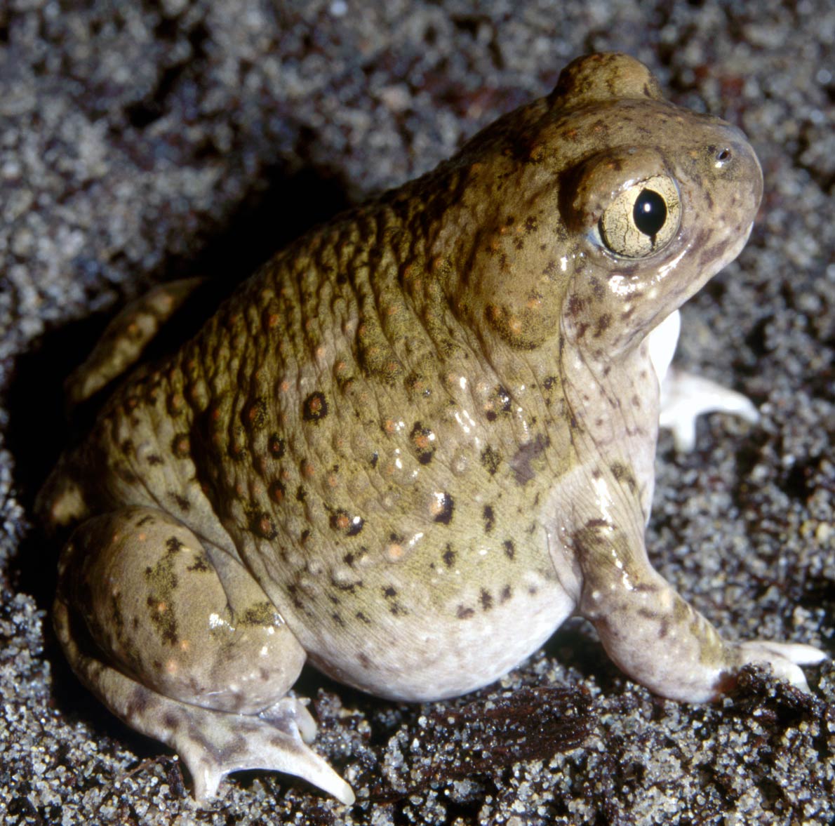 The spadefoot toad species Spea multiplicata can induce metamorphosis when it senses its pond drying up in order to escape as a juvenile toad.