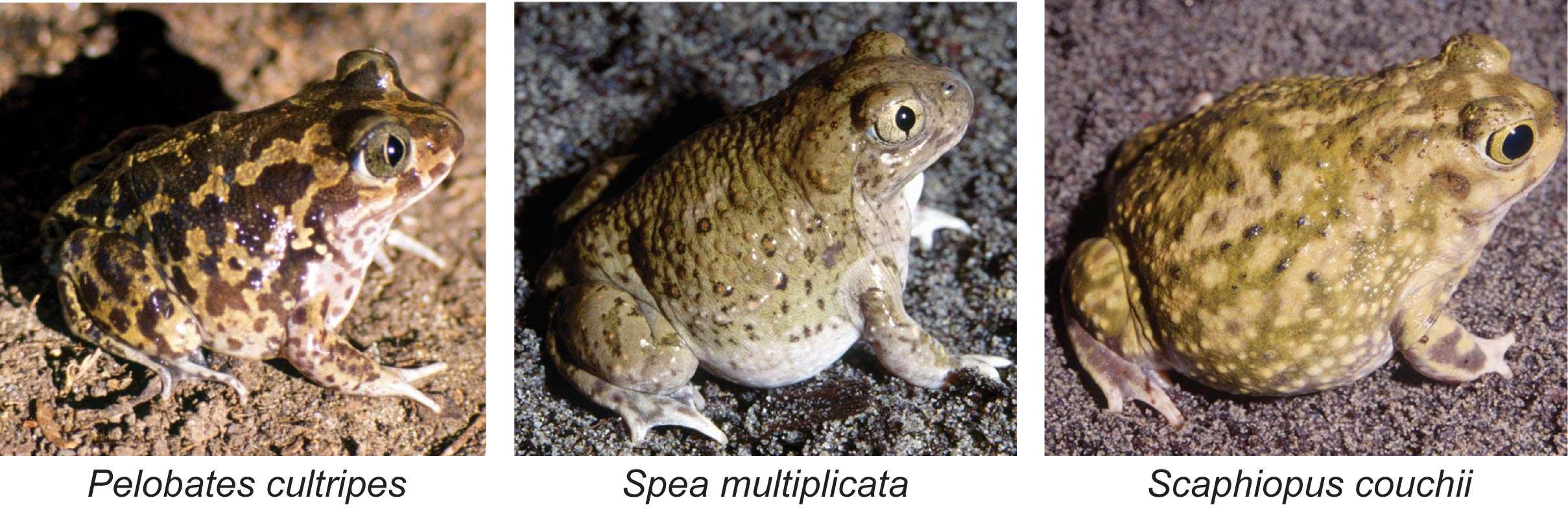 These three species of spadefoot toads metamorphose differently. The first two species from the left are able to regulate the timing of their metamorphosis by modulating hormone production. The species on the right has a fixed period for their metamorphosis. It's all thanks to the ponds they live in. Images courtesy: Robert Denver