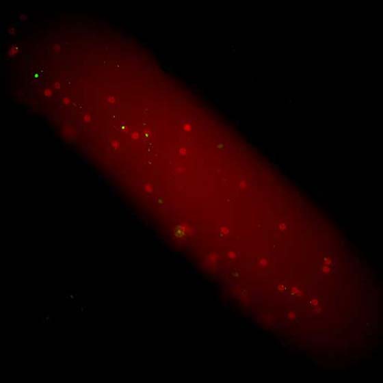 Neutrophils (red) bind to the plastic nanoparticles (green) inside a live mouse blood vessel. Image credit: Catherine Fromen, Cell Adhesion & Drug Delivery Lab