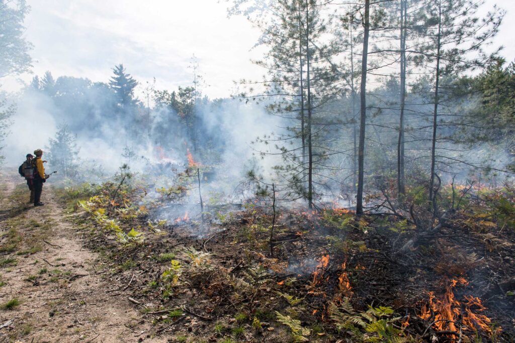 Most trees larger than 5 inches in diameter were removed from the plots in April. Dead branches and other logging debris were left on the ground. Then the plots were burned in October. Image credit: Roger Hart, Michigan Photography