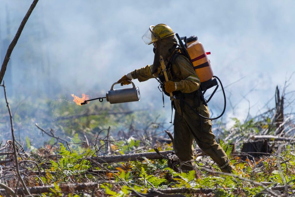 The fire crew used drip torches containing a mix of diesel fuel and gasoline to ignite dead branches and ground cover. The newly added burn plot is the sixth in a long-running experiment that began in 1936. Image credit: Roger Hart, Michigan Photography