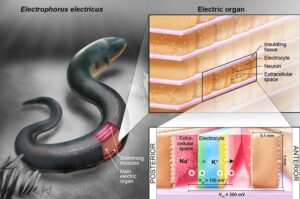 This artist’s rendering shows how the eel’s electrical organs generate electricity by moving sodium (Na) and potassium (K) ions across a selective membrane. Image Credit: Caitlin Monney