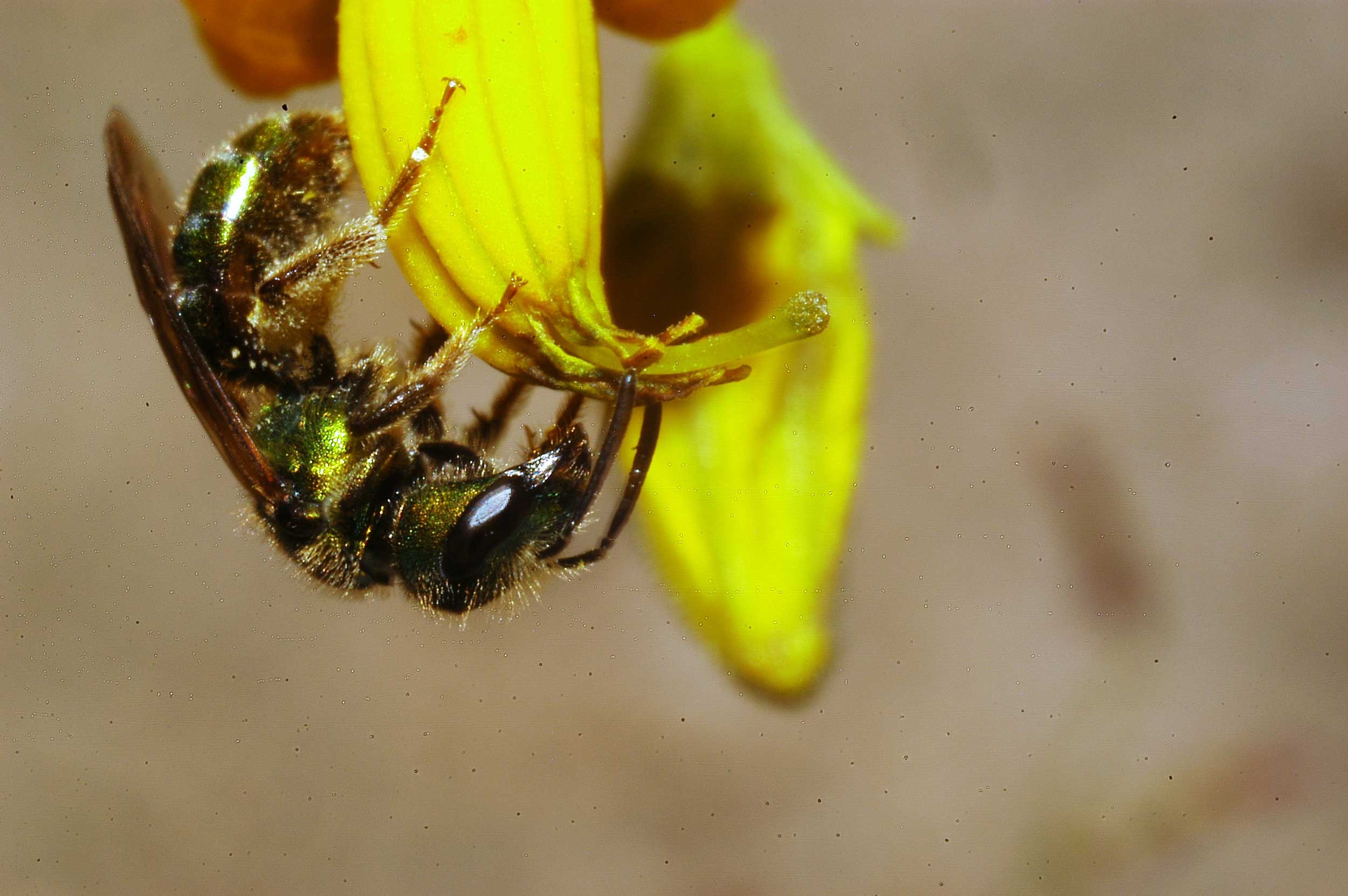 A metallic green Halictidae bee visiting a wild tomato plant, Solanum peruvianum, in the mountains of Peru. Images credit: André Kessler