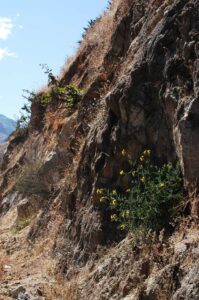 A wild tomato plant, Solanum peruvianum, from field-study sites in the Rio Fortaleza Valley in the Ancash Province of Peru.