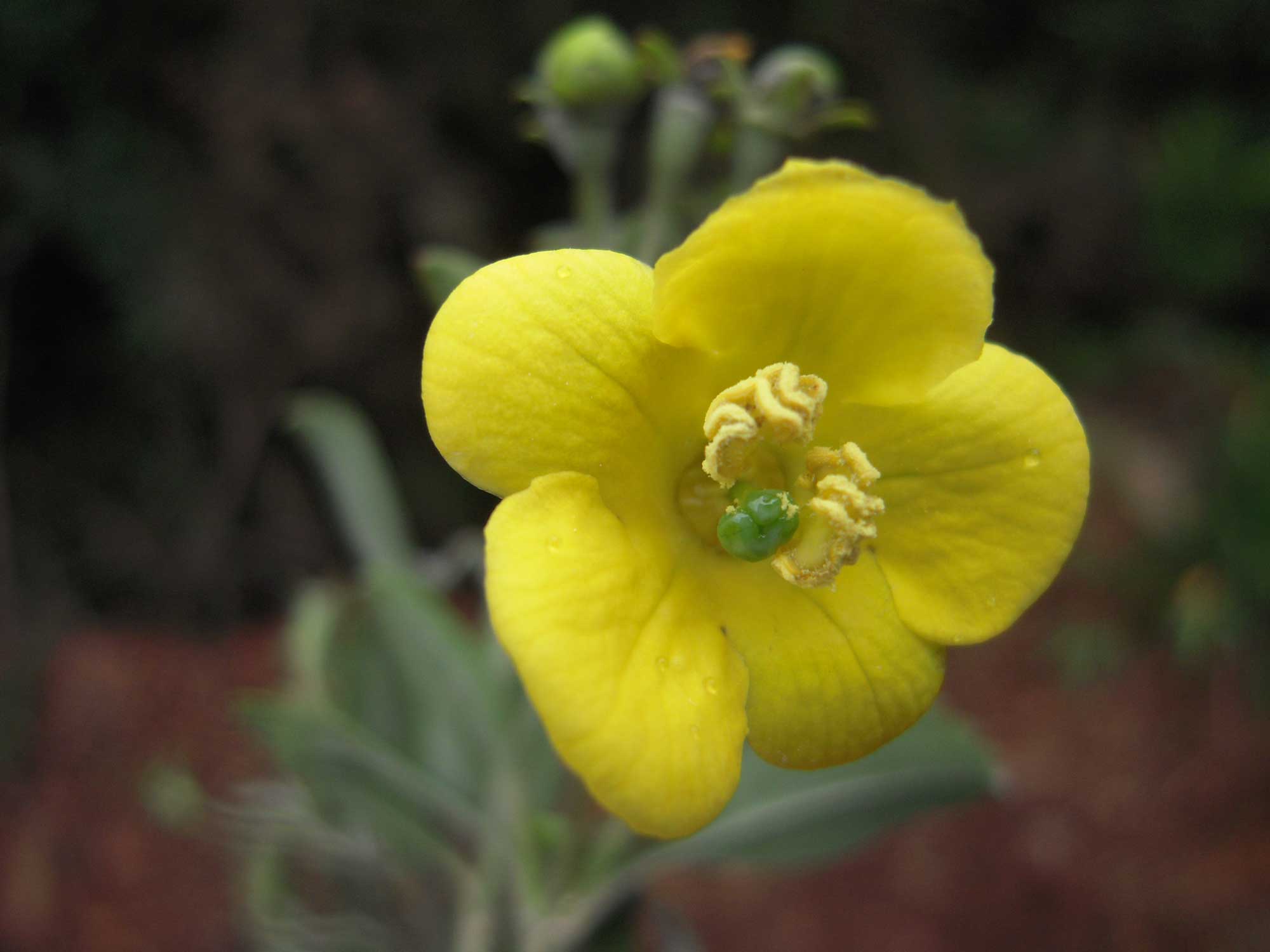 Columellia oblonga, a flowering plant in the family Columelliaceae, which is endemic to the Americas. Image credit: C. Ulloa