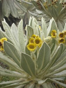 Espeletia pycnophylla, a flowering plant found in Colombia and Ecuador. It is a member of the Asteraceae family, the second-most-diverse plant family in the Americas. Image credit: C. Ulloa