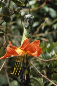 Mutisia magnifica, a flowering plant restricted to Ecuador. It is a member of the Asteraceae family, the second-most-diverse plant family in the Americas. Image credit: C. Ulloa