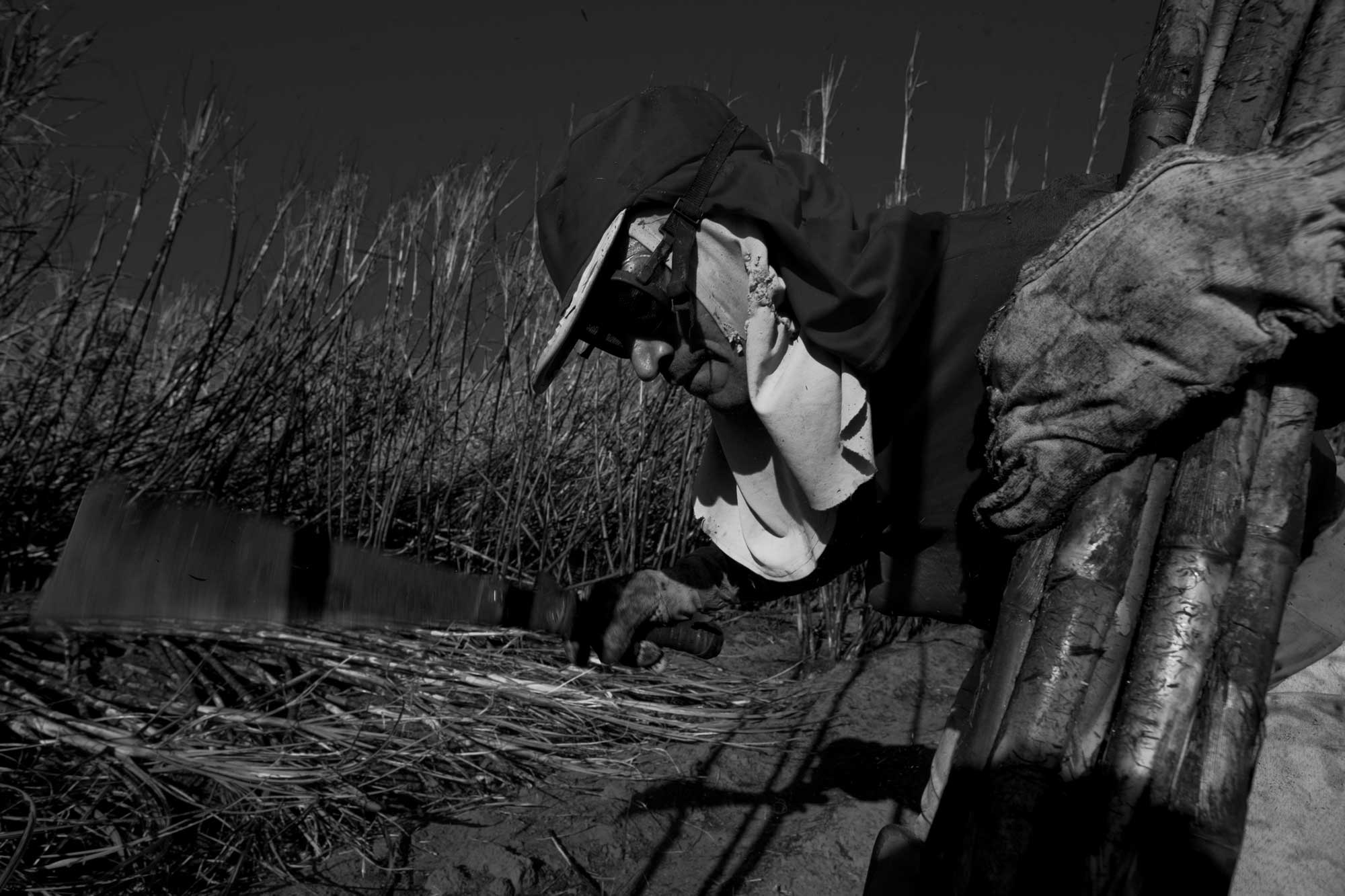 Sugarcane, Minas Gerais, Brazil. Image credit: João Roberto Ripper