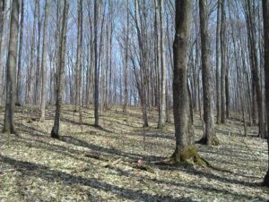 A typical northern hardwood forest in Michigan, dominated by sugar maples and also including red oak, white ash and yellow birch. This forest is located in Wexford County, Michigan, and was part of a U-M-led study examining how nitrogen deposition and a changing climate affect the growth of sugar maples. Photo by Rima Upchurch.
