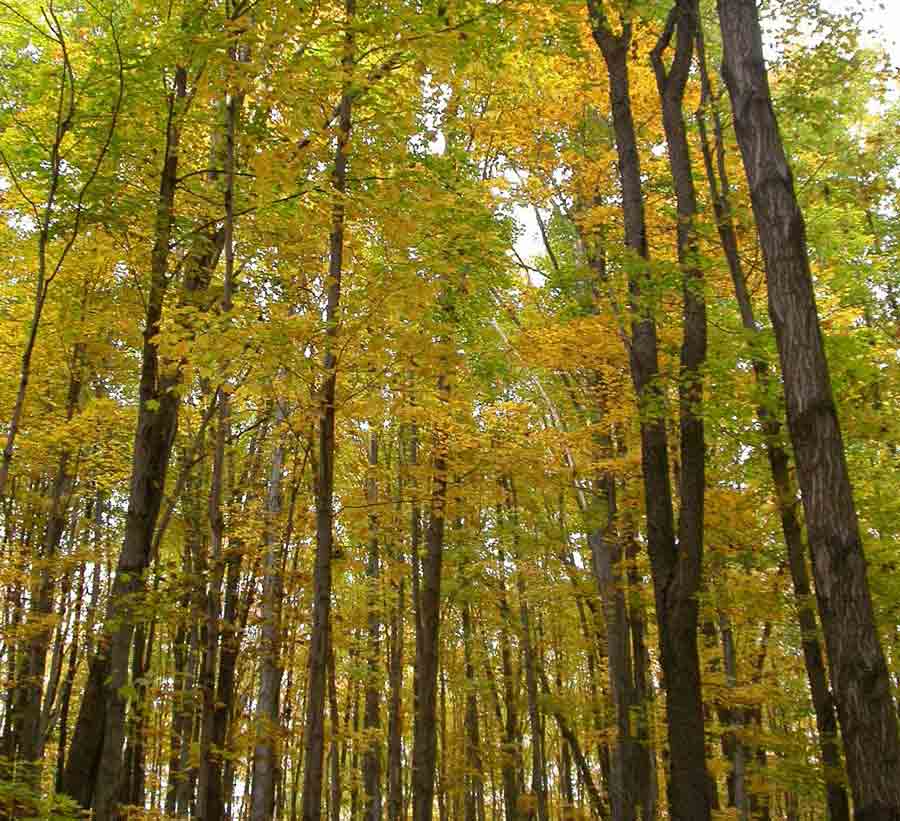 Fall foliage in a Michigan northern hardwood forest. This site is located in Wexford County, Michigan, and was part of a U-M-led study examining how nitrogen deposition and a changing climate affect the growth of sugar maples. Photo by Rima Upchurch.