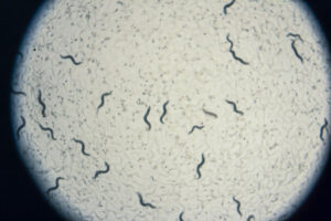 C. elegans roundworms viewed under a microscope. Image credit: Stephanie King, University of Michigan Life Sciences Institute