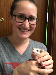 University of Michigan graduate student Lisa Walsh holding a 2-month-old opossum named Joey. Walsh's doctoral dissertation will examine the ongoing northward range expansion of the common Virginia opossum, the only marsupial found in North America north of Mexico. Image credit: Beth Lenoble