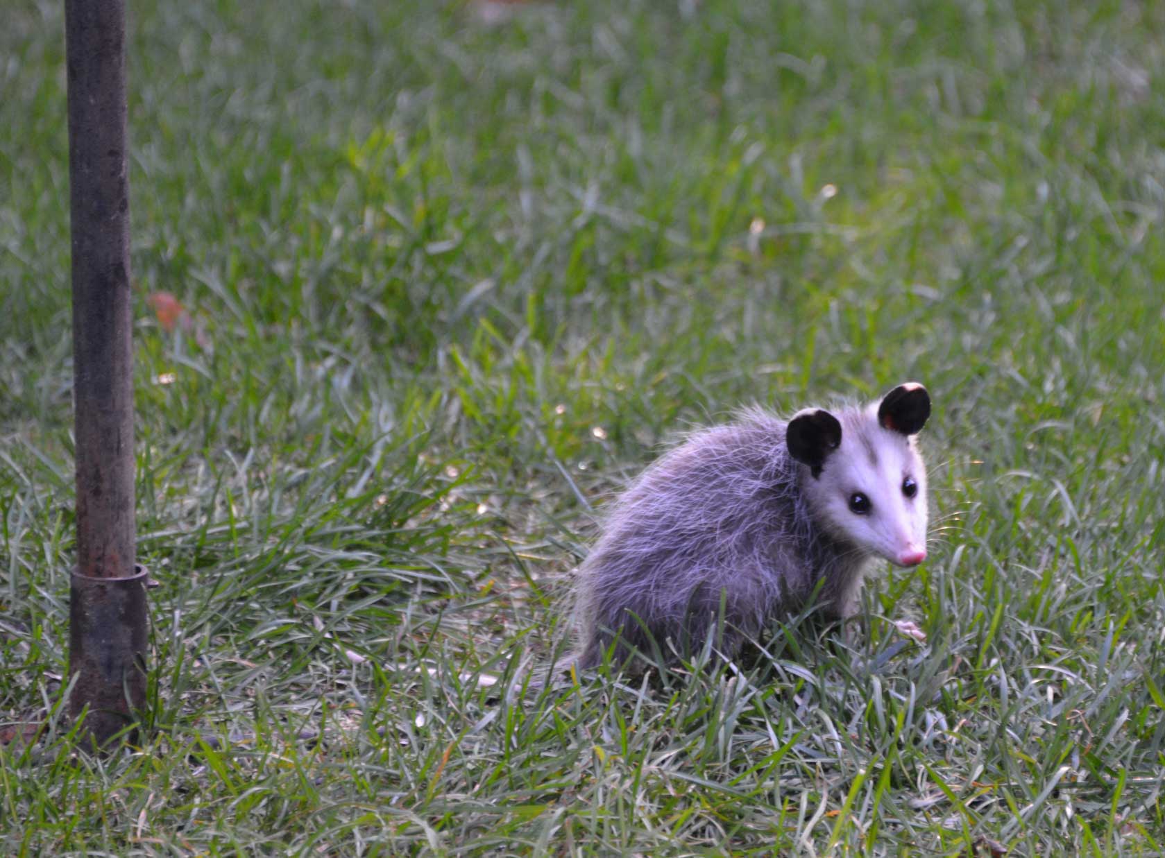 An opossum foraging under a bird feeder in Dublin, Ohio. Image credit: Maury Walsh