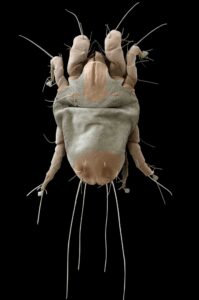 A scanning electron microscope image of an American house dust mite. Image credit: G. Bauchan and R. Ochoa