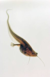 Developmental biologist Robert Denver studies the role of the hormone leptin in the metamorphosis of Xenopus laevis tadpoles. Image credit: David Bay