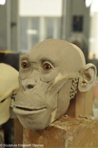 To make the heads of her sculptural reconstructions, paleoartist Elisabeth Daynès starts with a cast of the skull and uses clay to mold facial muscles directly onto it. The result is an écorché, an anatomical model with the skin removed to display the underlying musculature. © Sculpture Elisabeth Daynès