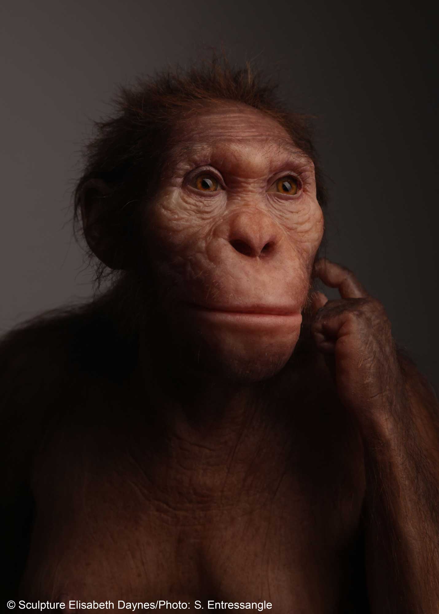 Life-size sculptural reconstruction of Australopithecus sediba, an extinct human relative that roamed southern Africa 2 million years ago. © Sculpture Elisabeth Daynès /Photo: S. Entressangle