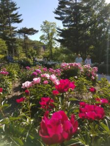 peony garden